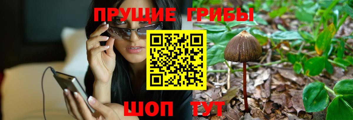наркотики  Вход с VPN  Нурлат  Псилоцибиновые грибы Cubensis 